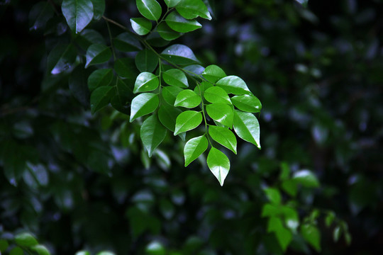 绿色植被