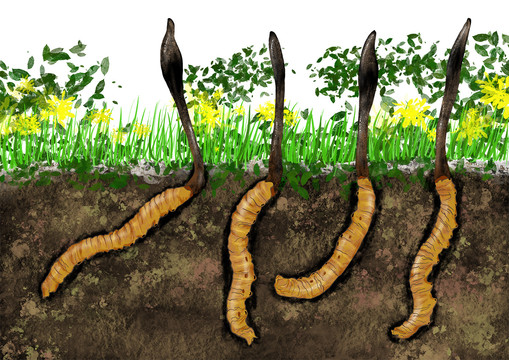 手绘野生冬虫夏草夏草冬虫草