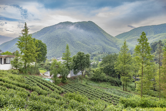 安吉白茶种植