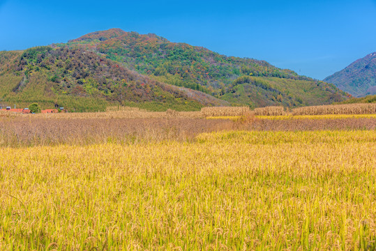 东北大片成熟的水稻田