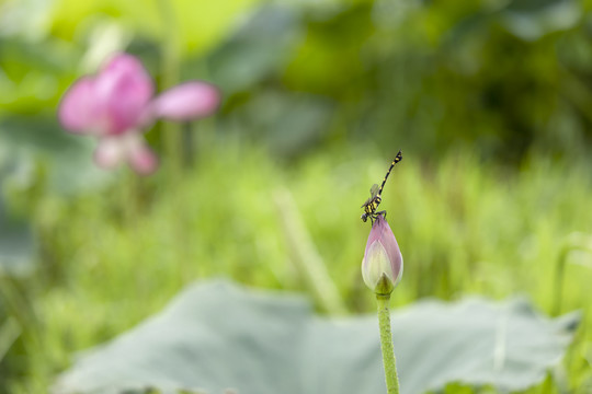 荷花与蜻蜓