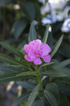 夹竹桃花柳桃花