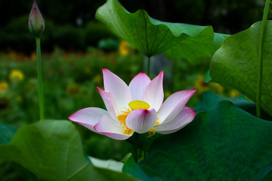 荷花