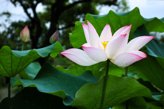 荷花
