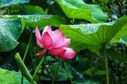 荷花