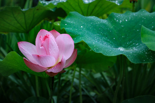 荷花