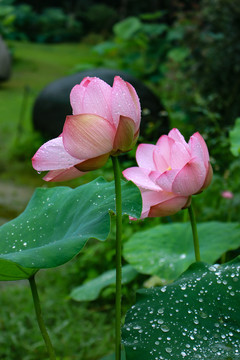 荷花