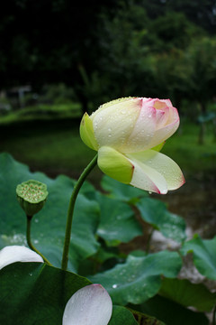 荷花