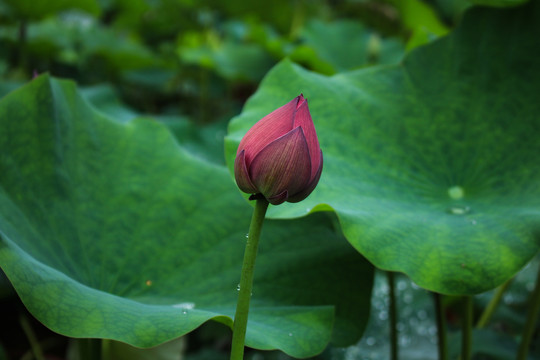 荷花