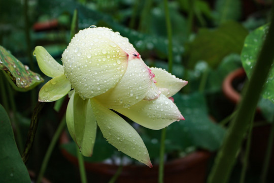 荷花