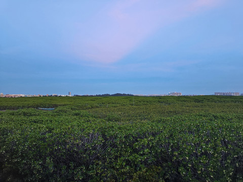 泉州洛阳桥湿地