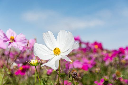 青藏高原格桑花