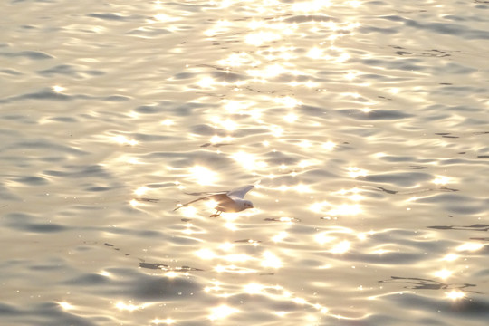 落日下的海鸥