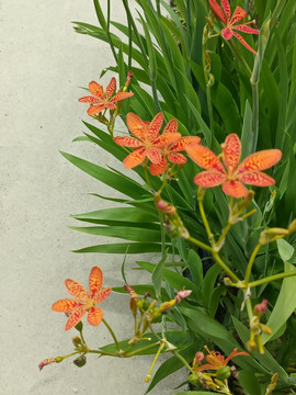 中草药材射干橙红花丛花卉素材