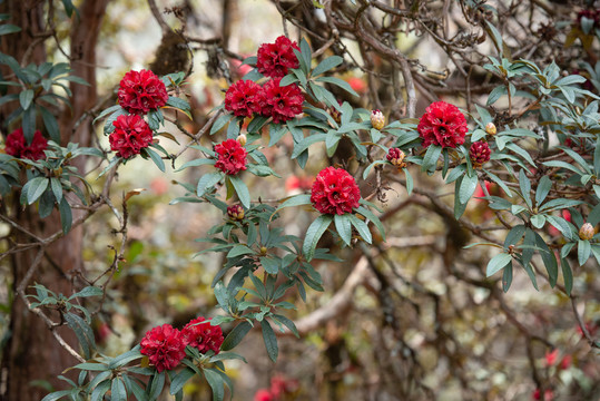 高山杜鹃花马缨花