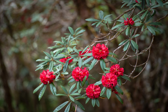 高山杜鹃花马缨花