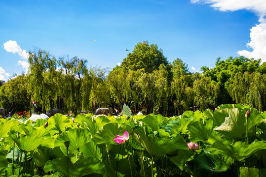 夏荷池塘