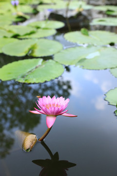 夏日池塘里的唯美莲花