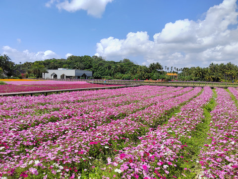 花海