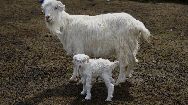 羊妈妈与羊羔