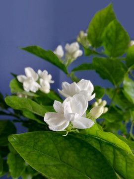 茉莉