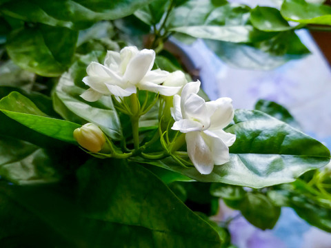 茉莉
