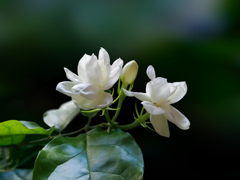 茉莉