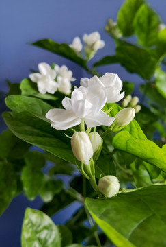 茉莉