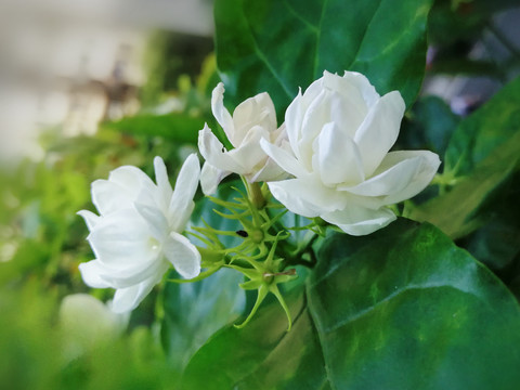 茉莉