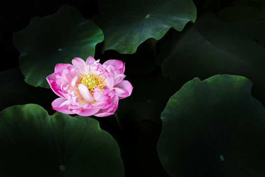 荷花