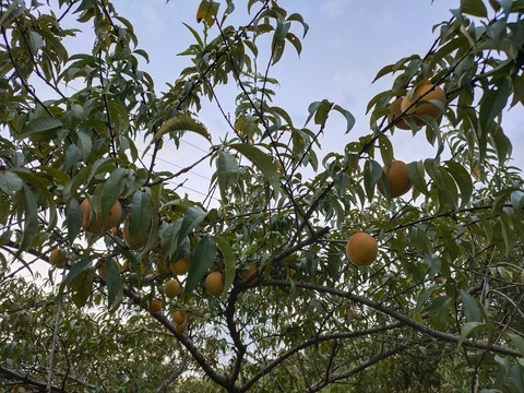 黄桃树与黄桃
