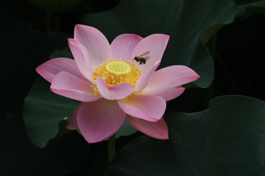 荷花