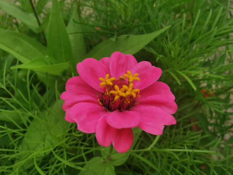 粉色百日菊