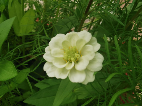 白色百日菊