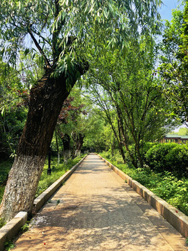 花草树木城市风景