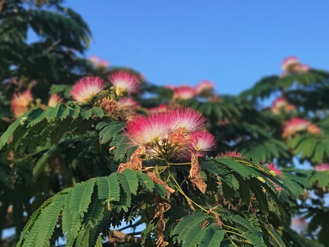 芙蓉树