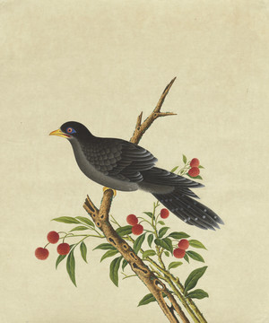 乌鸦水彩花鸟国画装饰画