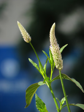 户外野生青葙的开花期