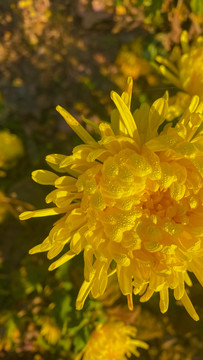 菊花