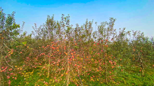 河北苹果树