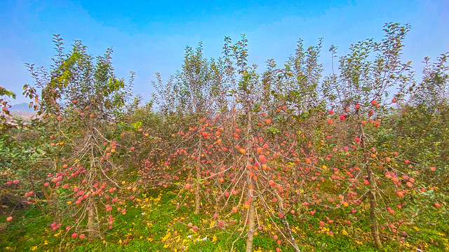 烟台苹果树