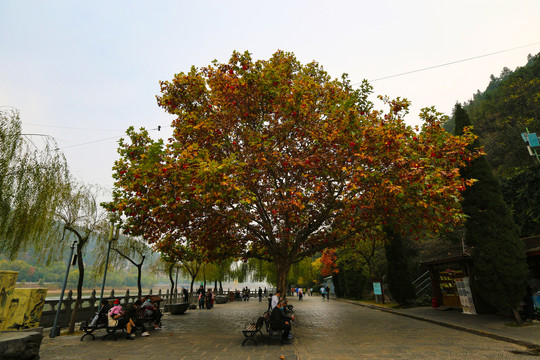 秋叶枫树