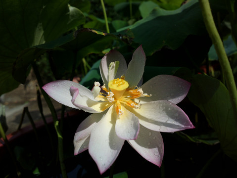 荷花