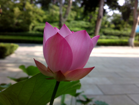 荷花