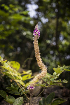 猫尾草