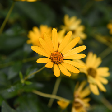 一朵黄色赛菊芋花与茎枝叶