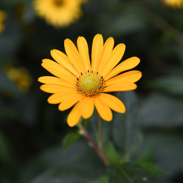 赛菊芋花图片大全 赛菊芋花设计素材 赛菊芋花模板下载 赛菊芋花图库 昵图网soso Nipic Com