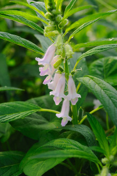 芝麻植株