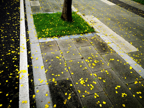 地面黄色花瓣