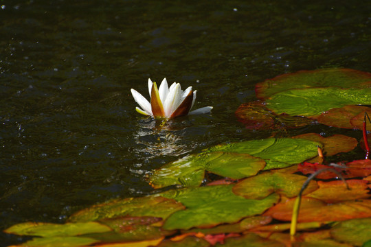 莲花